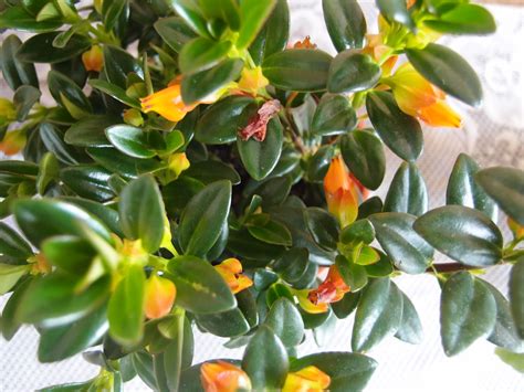 For a plant that needs a humid environment. Xing Fu: GOLDFISH PLANT