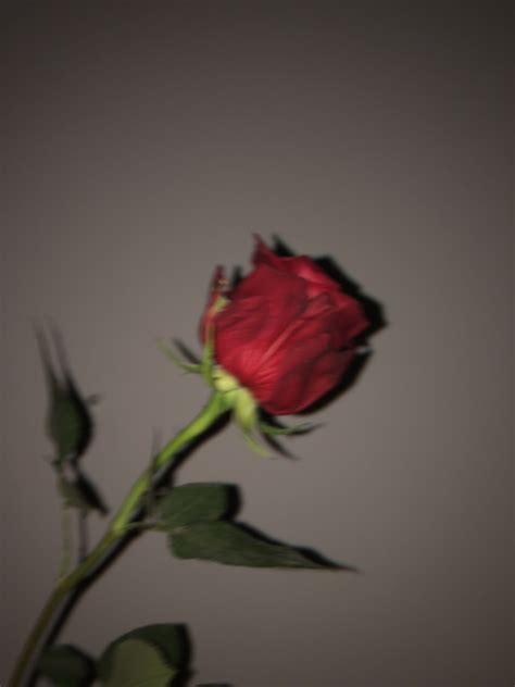 Pin By Lauren Matza On Rose Aesthetic Roses Dark Red Roses Flower