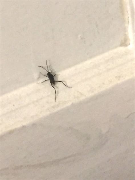 Can Anyone Help Identify This Bug Looks Like A Cross