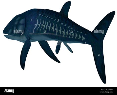 Leedsichthys Fish Leedsichthys Was An Enormous Marine Fish That Was A