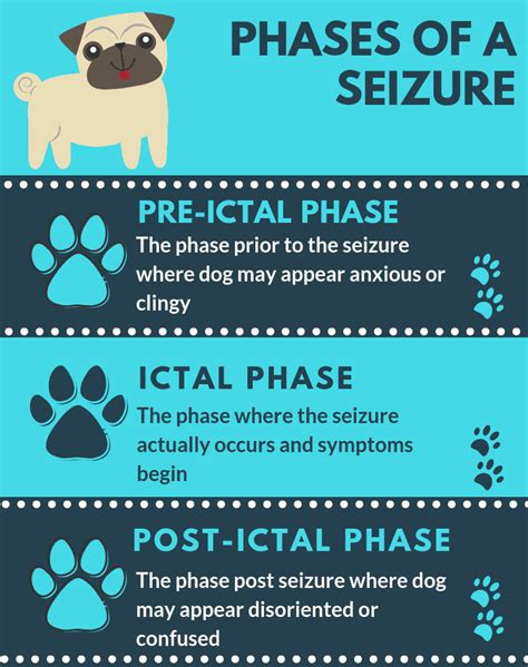 What Are Symptoms Of A Dog Seizure