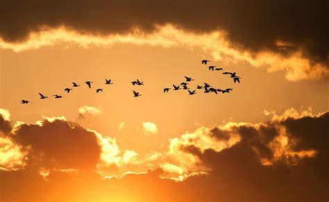 Hd Wallpaper Flock Of Birds The Sky Clouds Flight Yellow Nature