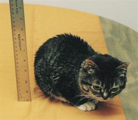 Mr Peebles Smallest Cat Flickr Photo Sharing