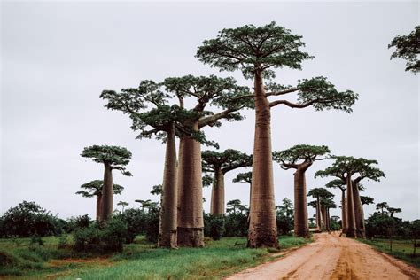 Interesting Facts About The Baobab Tree Facts Net