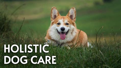 What Is Holistic Dog Care