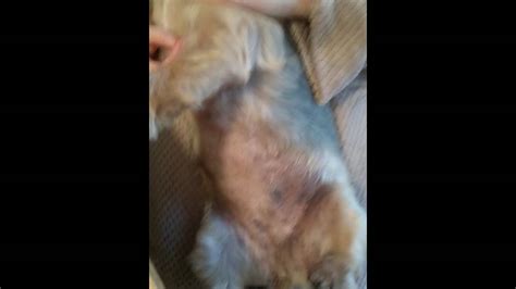 Staph Infection Dogcat Bacterial And Yeast Infections Food Allergy