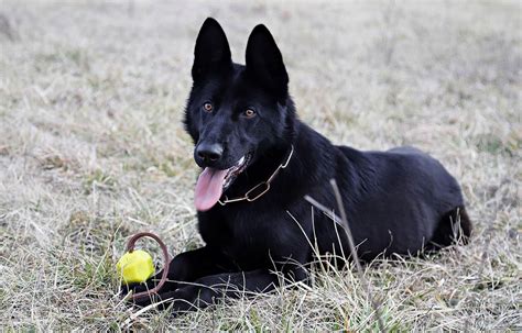 Gentle pets and strong watch dogs, gsds are noble, large, muscular dogs bred for their intelligence and working ability. The Black German Shepherd: A Guide To This Rare Dog - K9 Web