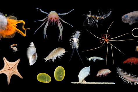 Deep Sea Expedition Uncovers 30 New Species Plus Longest Known Animal