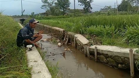 Mancing Ikan Wader Di Selokan Teknik Pelampung Gantung Umpan Turun