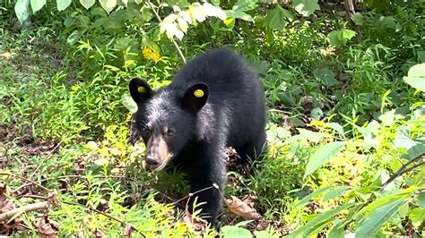 Happy Birthday Week Bears Wildlife Center Of Virginia