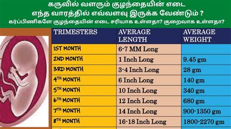 Baby Weight During Pregnancy Chart In Kg Fetal Development Month By Month Fetal Development