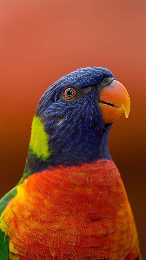 Download Wallpaper 1080x1920 Parrot Bird Beak Wildlife