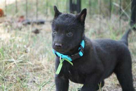 There are 0 available belgian malinois for adoption in oklahoma. Belgian Shepherd Dog (Malinois) Puppies For Sale | Noble ...