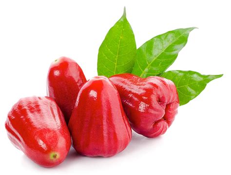 Red Wax Jambu Live Fruit Tree 12” 24” Ubicaciondepersonascdmxgobmx