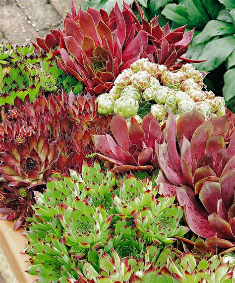 Some of them form clumps, growing rapidly in breadth (usually it is groundcover). 1000+ images about Rockery Plants on Pinterest | Gardens ...
