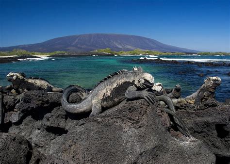 Guide To Galapagos Islands Names 33 Islands And Islets Latin Roots