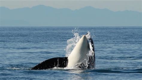How Toxic Food And Toxic Water Could Be Killing The Killer Whales Cbc
