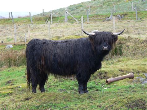 Filehighland Cattle Black Cow Wikimedia Commons