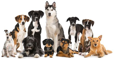 Discover The 10 Best Dog Breeds To Own Gomine