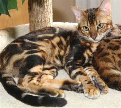 All of our bengal kittens and cats are very clean and healthy as they have grown up indoors and have never gone outside where they could've. High Quality Male Bengal Kitten FOR SALE ADOPTION from ...