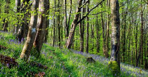 Vibrant Bluebell Carpet Spring Forest Landscape Stock Photo Image Of