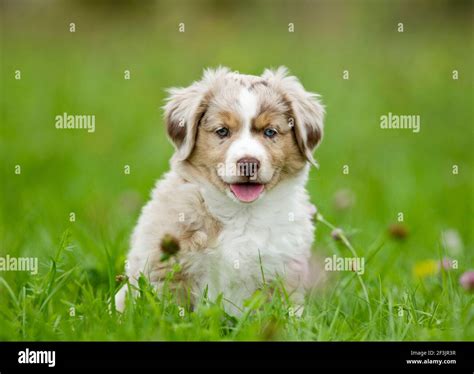 Miniature Australian Shepherd Puppy Sitting In Grass Germany Stock
