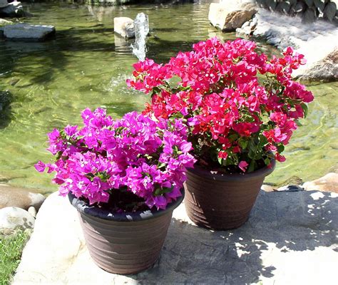 We did not find results for: Spring Ushers in New, Easy to Grow Plants to Color Your Garden