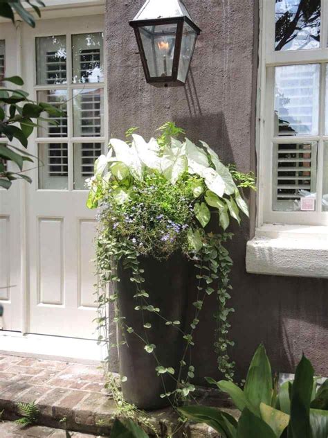 10 Plants For Front Door Planters