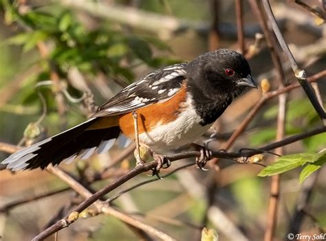Spotted Towhee South Dakota Birds And Birding