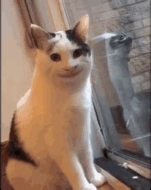 Diviertete con el meme de pop cat. Cat Kitty Sticker - Cat Kitty Kitten - Discover & Share GIFs