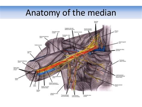 Median Nerve Injuries