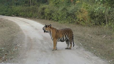 Kanha National Park Kanha Tiger Reserve India Part 4 Of India And Sri