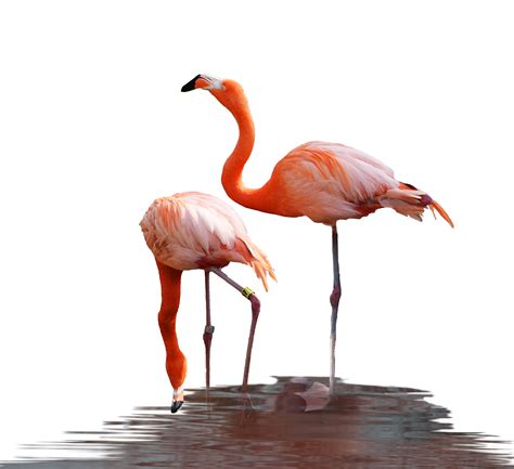 Free Transparent Flamingo Clipart Ftvirt