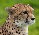 File:Cheetah portrait Whipsnade Zoo.jpg - Wikimedia Commons