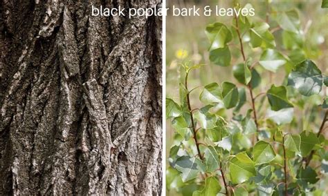 Poplar Trees 13 Varieties Leaves Bark Identification Ultimate Guide