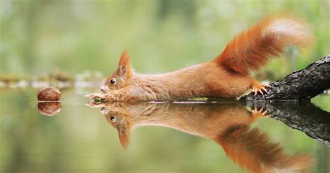 30 Entertaining Wildlife Photos By Award Winning Austrian