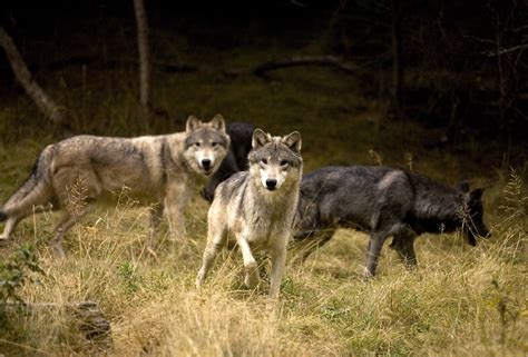 What Wolves Teach Us About Leadership And Teamwork Tlnt