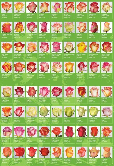 Types Of Rose Flowers With Names