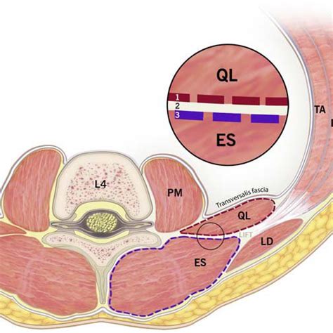 Image Illustrating The 2 Fascial Connective Layers Superficial Fascia