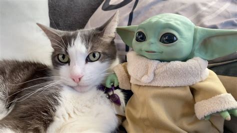 Cat Meets Baby Yoda Youtube