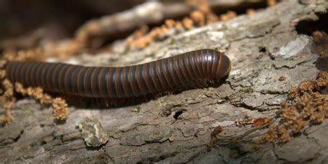 What Is The Difference Between A Centipede And A Millipede Tidewater