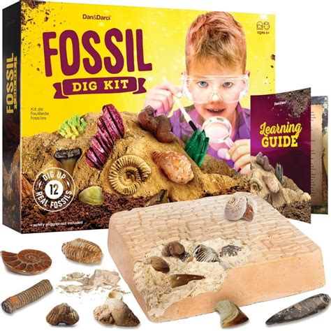 Dananddarci Diy Fossil Dig Kit Mega Science Set For Children And Teens