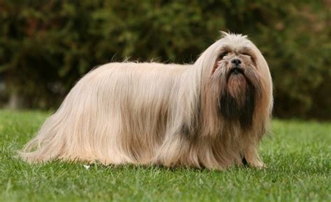 Dog Breeds With Long Hair Dogjullle