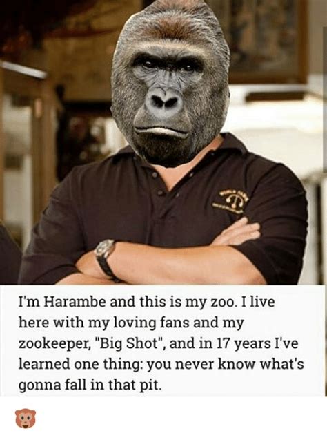 Im Harambe And This Is My Zoo I Live Here With My Loving Fans And My