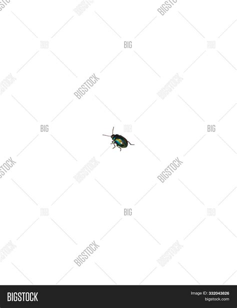 Bug Green Insect Image And Photo Free Trial Bigstock