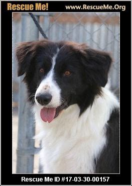 Lancaster puppies offers border collies for sale. Oregon Dog Rescue ― ADOPTIONS ― RescueMe.Org