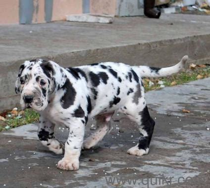 There are thousands of great dog breeders all over the world that can help you with the right great dane puppy. Harlequin great dane puppies and all color great dane ...