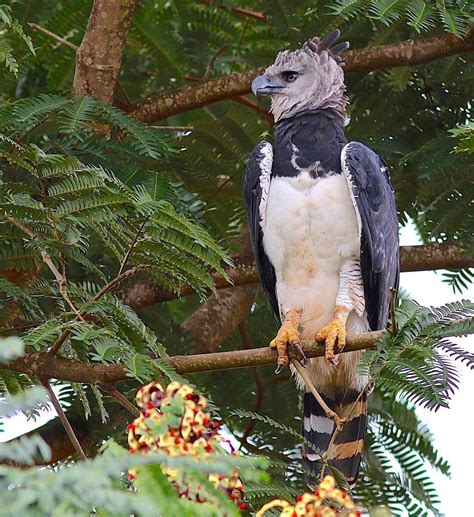 Meet One Of The Largest And Most Powerful Eagles The Harpy Eagle