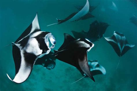 Species 8 Amazing Facts About The Manta Ray Manta Ray Big Animals