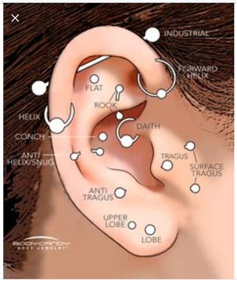 Pin By Leticia Gaylor On Tattoos And Piercings Different Ear Piercings